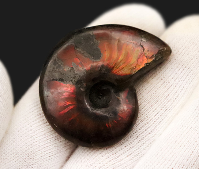まさに自然が悠久の時を経て造りあげたナチュラルアート。流麗な赤色が映える、遊色アンモナイト・クレオニセラス（Cleoniceras）（その3）