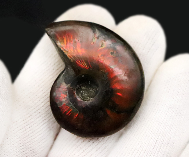 まさに自然が悠久の時を経て造りあげたナチュラルアート。流麗な赤色が映える、遊色アンモナイト・クレオニセラス（Cleoniceras）（その4）