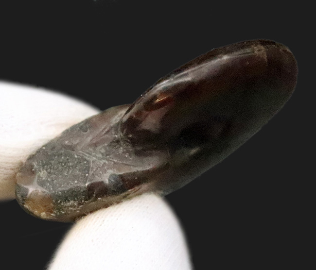 まさに自然が悠久の時を経て造りあげたナチュラルアート。流麗な赤色が映える、遊色アンモナイト・クレオニセラス（Cleoniceras）（その6）