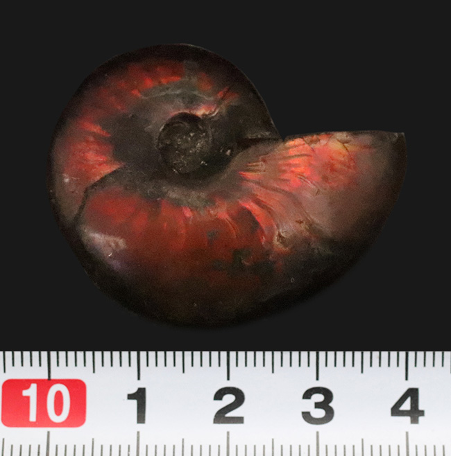 まさに自然が悠久の時を経て造りあげたナチュラルアート。流麗な赤色が映える、遊色アンモナイト・クレオニセラス（Cleoniceras）（その7）