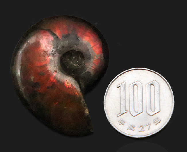 まさに自然が悠久の時を経て造りあげたナチュラルアート。流麗な赤色が映える、遊色アンモナイト・クレオニセラス（Cleoniceras）（その8）