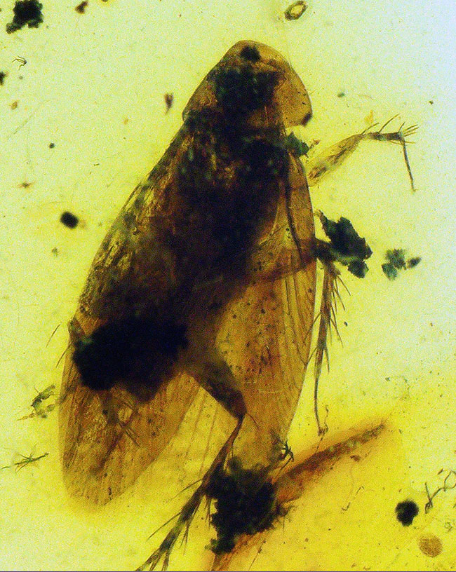 希少！肉眼で見られる鮮明な虫（コオロギの可能性あり）を内包したミャンマー産のバーマイト（Burmite）（その1）