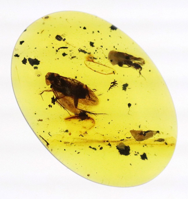 希少！肉眼で見られる鮮明な虫（コオロギの可能性あり）を内包したミャンマー産のバーマイト（Burmite）（その2）