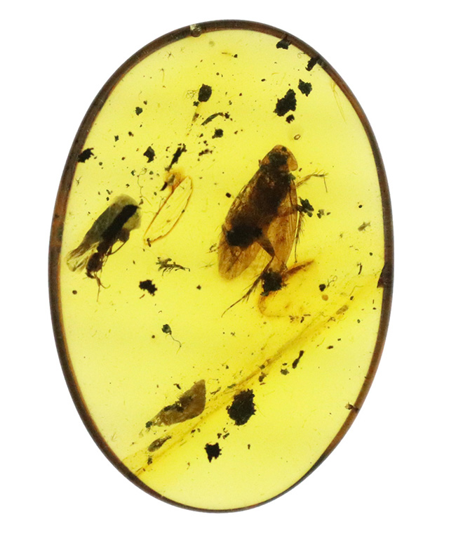 希少！肉眼で見られる鮮明な虫（コオロギの可能性あり）を内包したミャンマー産のバーマイト（Burmite）（その3）