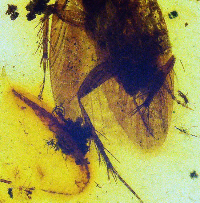 希少！肉眼で見られる鮮明な虫（コオロギの可能性あり）を内包したミャンマー産のバーマイト（Burmite）（その5）