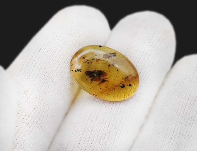 希少！肉眼で見られる鮮明な虫（コオロギの可能性あり）を内包したミャンマー産のバーマイト（Burmite）（その8）