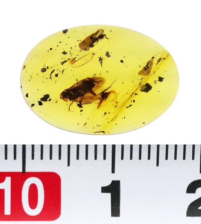 希少！肉眼で見られる鮮明な虫（コオロギの可能性あり）を内包したミャンマー産のバーマイト（Burmite）（その9）