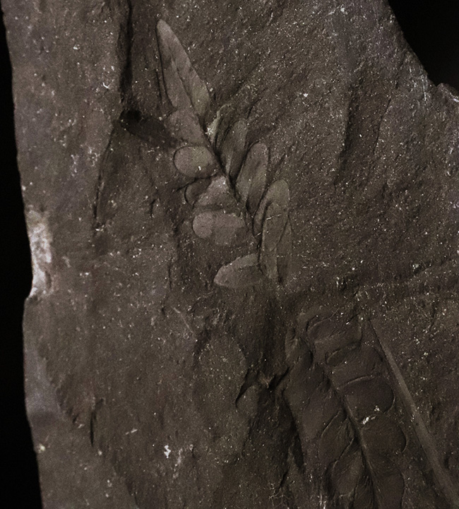 小葉の保存状態が見事です！恐竜時代のシダ植物の葉の化石（その1）