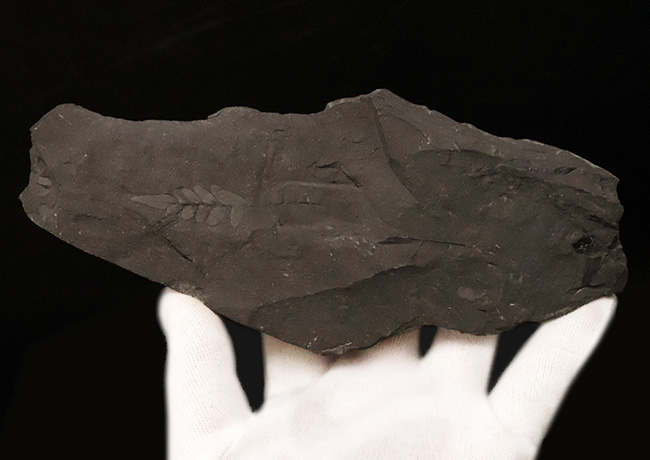 小葉の保存状態が見事です！恐竜時代のシダ植物の葉の化石（その3）
