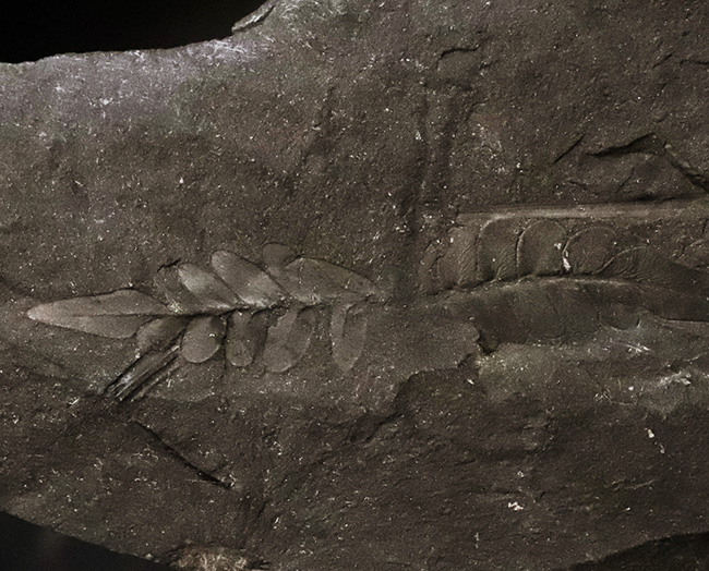 小葉の保存状態が見事です！恐竜時代のシダ植物の葉の化石（その4）