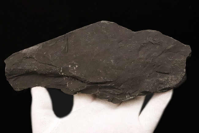小葉の保存状態が見事です！恐竜時代のシダ植物の葉の化石（その5）