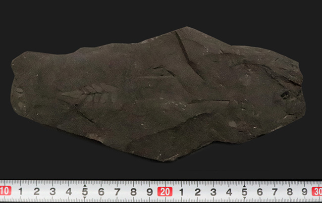 小葉の保存状態が見事です！恐竜時代のシダ植物の葉の化石（その7）