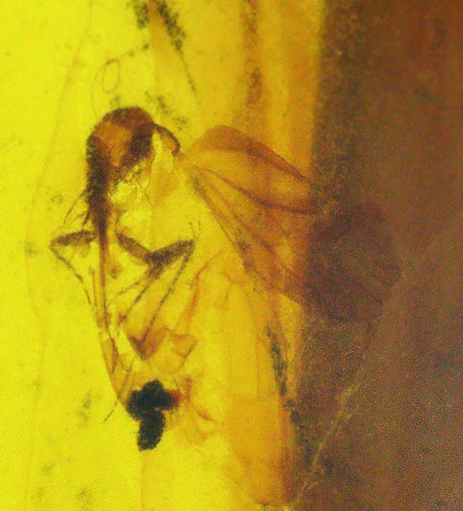 透明度が高く美しい!虫を内包した恐竜時代の琥珀、バーマイト(Burmite)(その1)