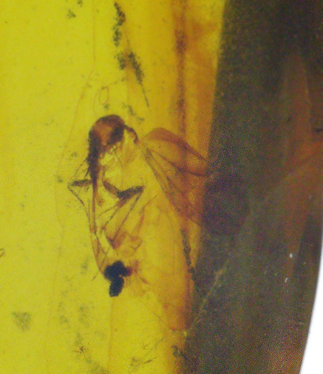 透明度が高く美しい!虫を内包した恐竜時代の琥珀、バーマイト(Burmite)(その4)