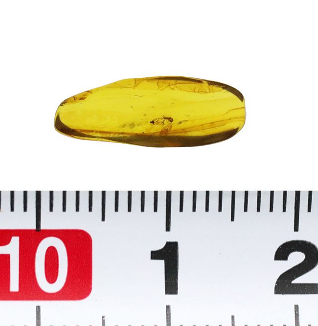 化石　B-9 カルセドニー化した巻貝化石 441(蛍光) ロシア - 鉱物標本・隕石