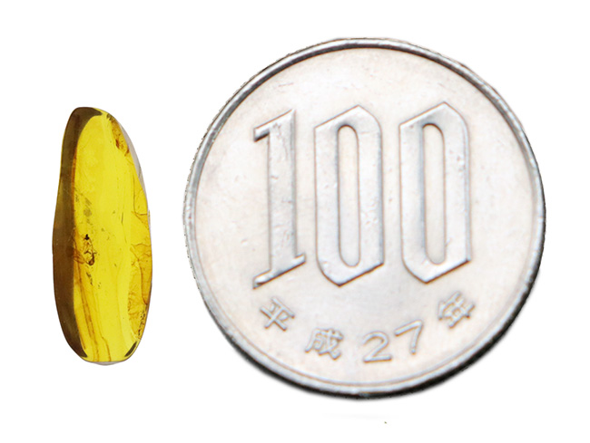 透明度が高く美しい!虫を内包した恐竜時代の琥珀、バーマイト(Burmite)(その6)
