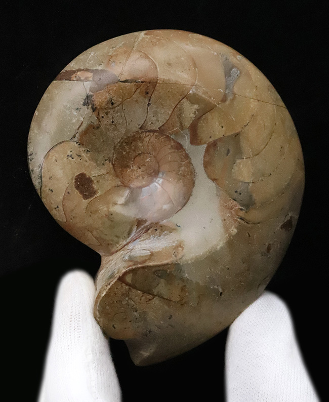 珍しい両面ポリッシュ … 古生代デボン紀の記憶を今に伝える、古型アンモノイド、ゴニアタイト（Goniatite）の化石（その1）