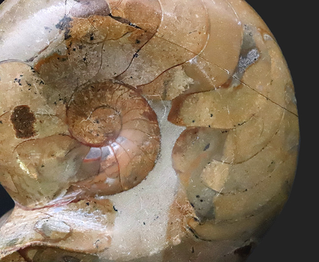 珍しい両面ポリッシュ … 古生代デボン紀の記憶を今に伝える、古型アンモノイド、ゴニアタイト（Goniatite）の化石（その2）