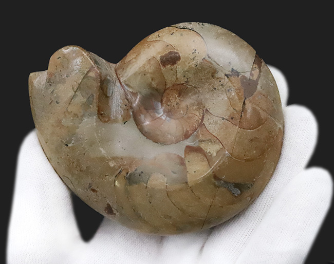 珍しい両面ポリッシュ … 古生代デボン紀の記憶を今に伝える、古型アンモノイド、ゴニアタイト（Goniatite）の化石（その4）