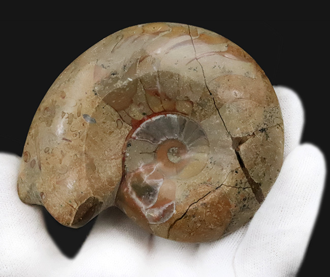 珍しい両面ポリッシュ … 古生代デボン紀の記憶を今に伝える、古型アンモノイド、ゴニアタイト（Goniatite）の化石（その5）