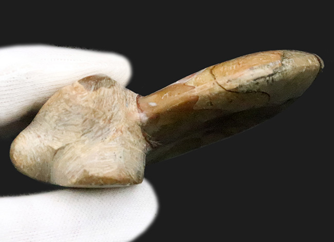 珍しい両面ポリッシュ … 古生代デボン紀の記憶を今に伝える、古型アンモノイド、ゴニアタイト（Goniatite）の化石（その6）