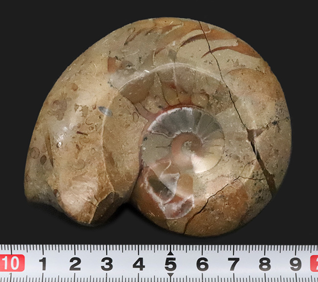 珍しい両面ポリッシュ … 古生代デボン紀の記憶を今に伝える、古型アンモノイド、ゴニアタイト（Goniatite）の化石（その7）