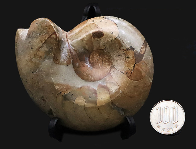 珍しい両面ポリッシュ … 古生代デボン紀の記憶を今に伝える、古型アンモノイド、ゴニアタイト（Goniatite）の化石（その8）