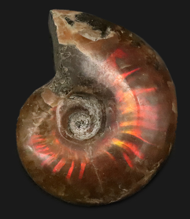 小ぶりながら上質！肋（ろく）にそって緩やかなS字模様の赤いラインが現れる美しいマダガスカル産のアンモナイト、クレオニセラス（Cleoniceras）（その1）