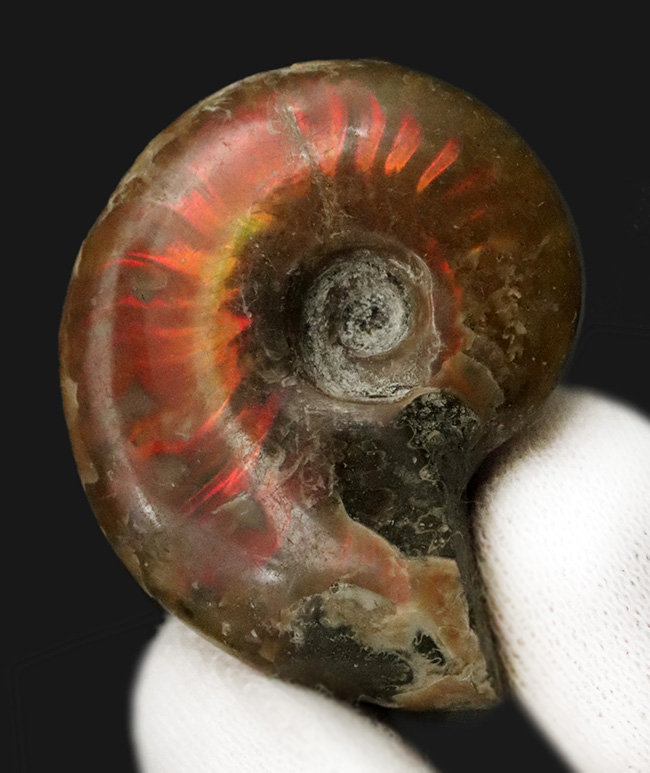 小ぶりながら上質！肋（ろく）にそって緩やかなS字模様の赤いラインが現れる美しいマダガスカル産のアンモナイト、クレオニセラス（Cleoniceras）（その2）