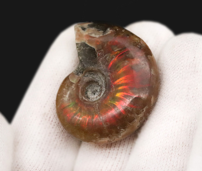 小ぶりながら上質！肋（ろく）にそって緩やかなS字模様の赤いラインが現れる美しいマダガスカル産のアンモナイト、クレオニセラス（Cleoniceras）（その3）