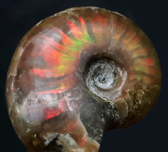 小ぶりながら上質！肋（ろく）にそって緩やかなS字模様の赤いラインが現れる美しいマダガスカル産のアンモナイト、クレオニセラス（Cleoniceras）（その4）