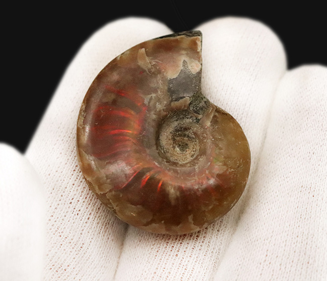 小ぶりながら上質！肋（ろく）にそって緩やかなS字模様の赤いラインが現れる美しいマダガスカル産のアンモナイト、クレオニセラス（Cleoniceras）（その5）