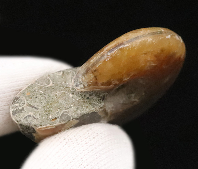 小ぶりながら上質！肋（ろく）にそって緩やかなS字模様の赤いラインが現れる美しいマダガスカル産のアンモナイト、クレオニセラス（Cleoniceras）（その7）