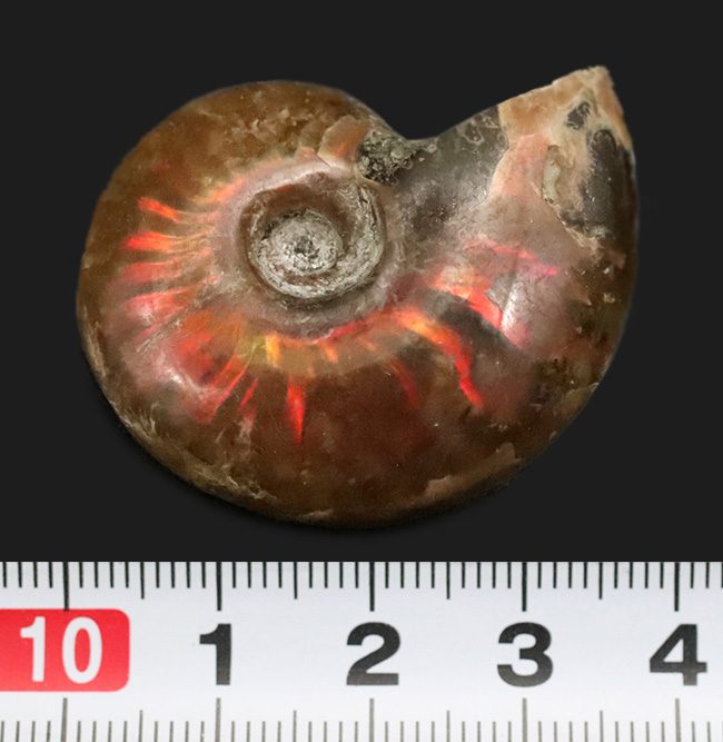 小ぶりながら上質！肋（ろく）にそって緩やかなS字模様の赤いラインが現れる美しいマダガスカル産のアンモナイト、クレオニセラス（Cleoniceras）（その8）