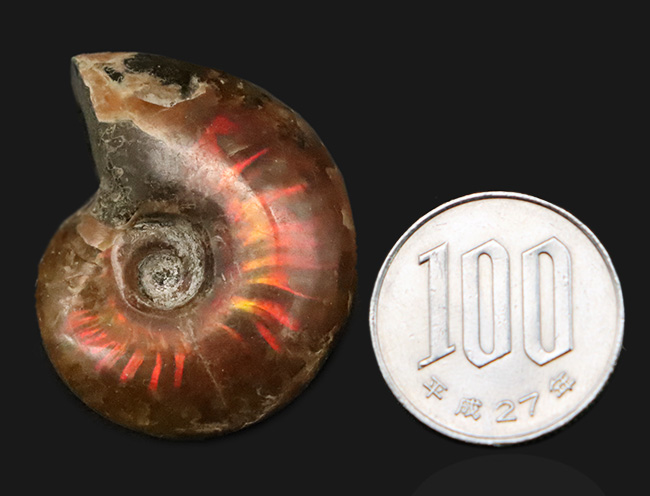 小ぶりながら上質！肋（ろく）にそって緩やかなS字模様の赤いラインが現れる美しいマダガスカル産のアンモナイト、クレオニセラス（Cleoniceras）（その9）