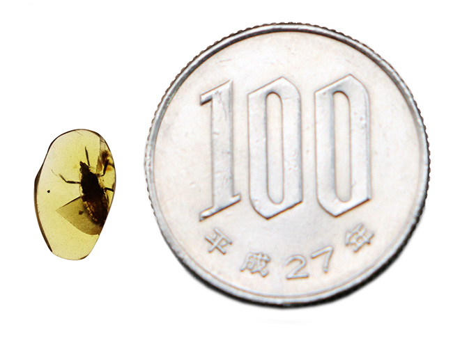 肉眼ではっきりと視認可能なほど大きな昆虫を内包した、約1億年前の琥珀、バーマイト(Burmite)(その10)