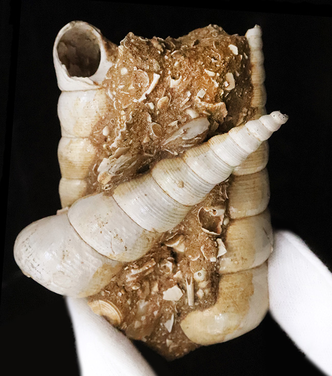 美品!トリプル!極めて状態の良いビカリア(Vicarya)が3つ並ぶ群集化石(その2)