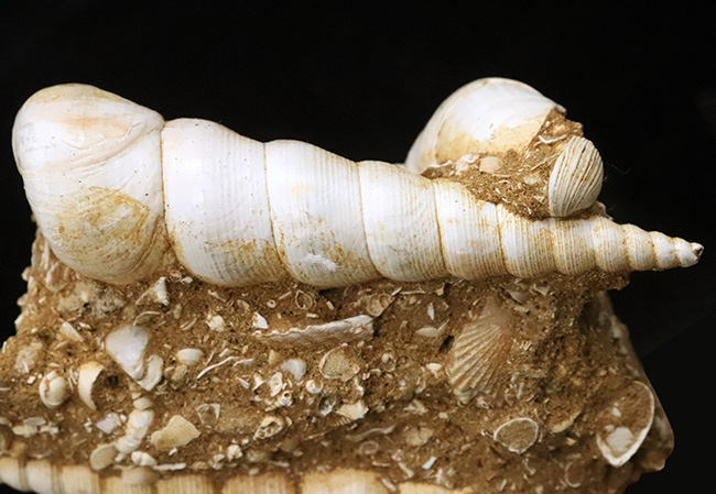 美品!トリプル!極めて状態の良いビカリア(Vicarya)が3つ並ぶ群集化石(その4)