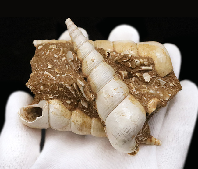 美品!トリプル!極めて状態の良いビカリア(Vicarya)が3つ並ぶ群集化石(その5)