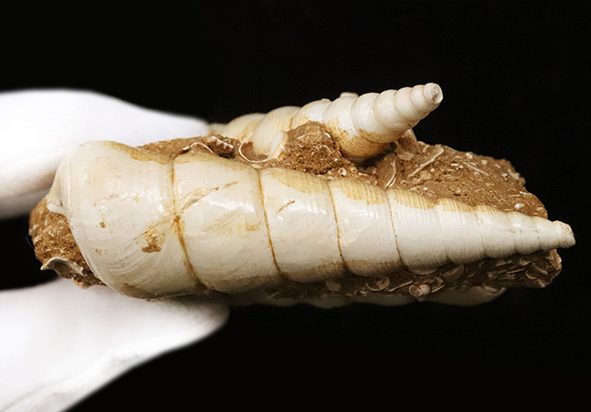 美品!トリプル!極めて状態の良いビカリア(Vicarya)が3つ並ぶ群集化石(その6)