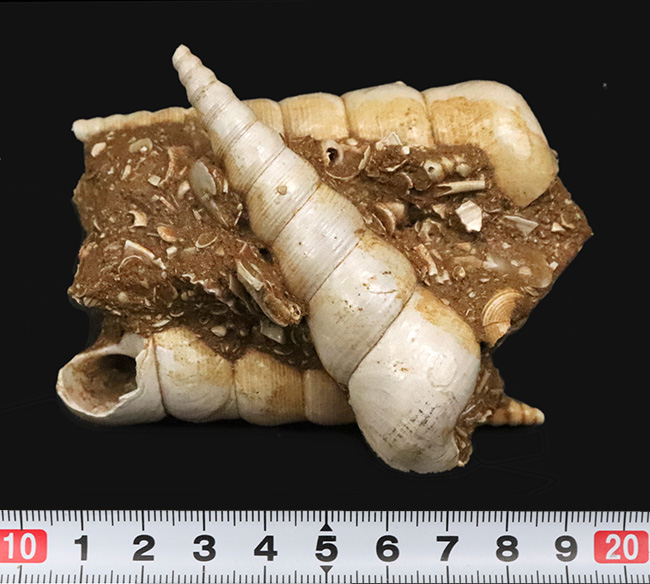 美品!トリプル!極めて状態の良いビカリア(Vicarya)が3つ並ぶ群集化石(その7)