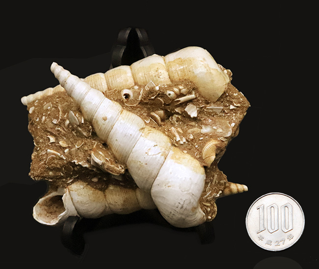 美品!トリプル!極めて状態の良いビカリア(Vicarya)が3つ並ぶ群集化石(その8)