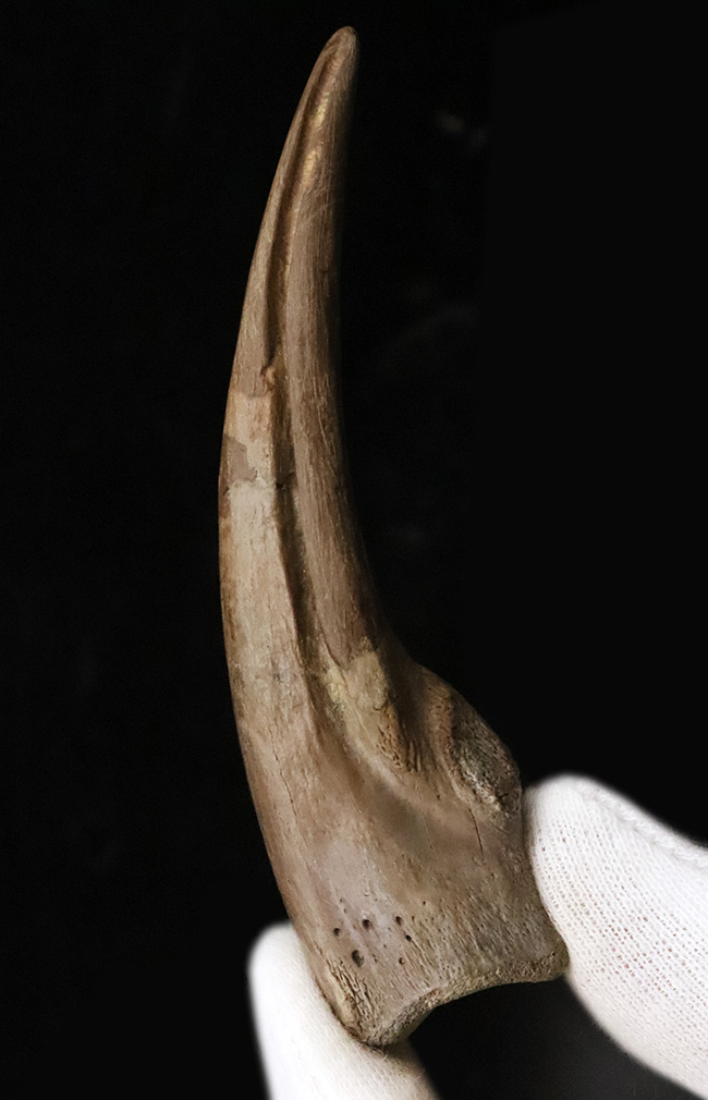 入手困難！白亜紀後期のレア獣脚類恐竜 ストルティオミムス（Struthiomimus）巨大ハンドクロウ【一期一会の逸品】（その1）