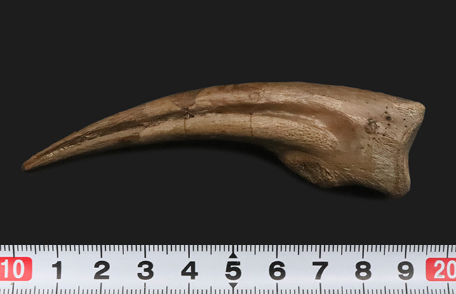 入手困難！白亜紀後期のレア獣脚類恐竜 ストルティオミムス（Struthiomimus）巨大ハンドクロウ【一期一会の逸品】（その11）