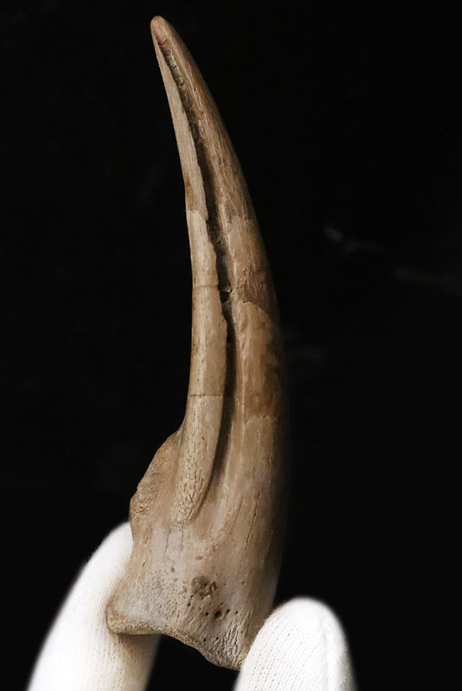 入手困難！白亜紀後期のレア獣脚類恐竜 ストルティオミムス（Struthiomimus）巨大ハンドクロウ【一期一会の逸品】（その2）