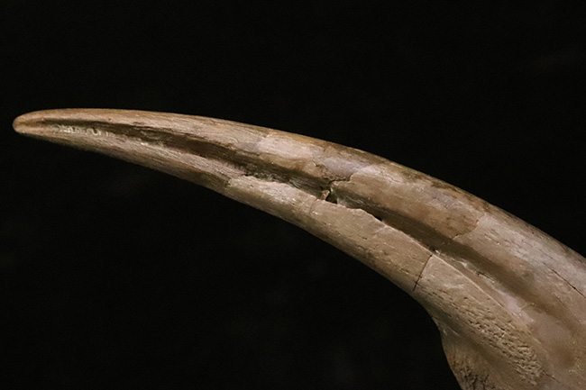 入手困難！白亜紀後期のレア獣脚類恐竜 ストルティオミムス（Struthiomimus）巨大ハンドクロウ【一期一会の逸品】（その7）