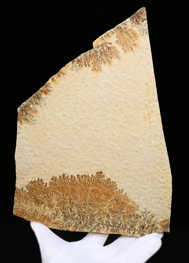 世界的化石のブランド産地として知られる、ドイツ・ゾルンホーフェン産デンドライト（Dendrite）（その1）