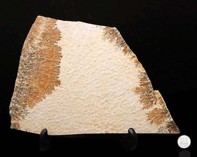 世界的化石のブランド産地として知られる、ドイツ・ゾルンホーフェン産デンドライト（Dendrite）（その10）