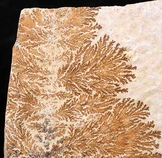 世界的化石のブランド産地として知られる、ドイツ・ゾルンホーフェン産デンドライト（Dendrite）（その2）