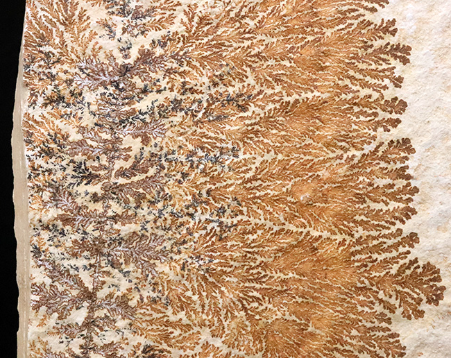 世界的化石のブランド産地として知られる、ドイツ・ゾルンホーフェン産デンドライト（Dendrite）（その3）